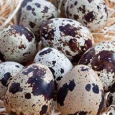 Trứng cút - Thực Phẩm Bình Dương - Công Ty TNHH Thực Phẩm Bình Dương